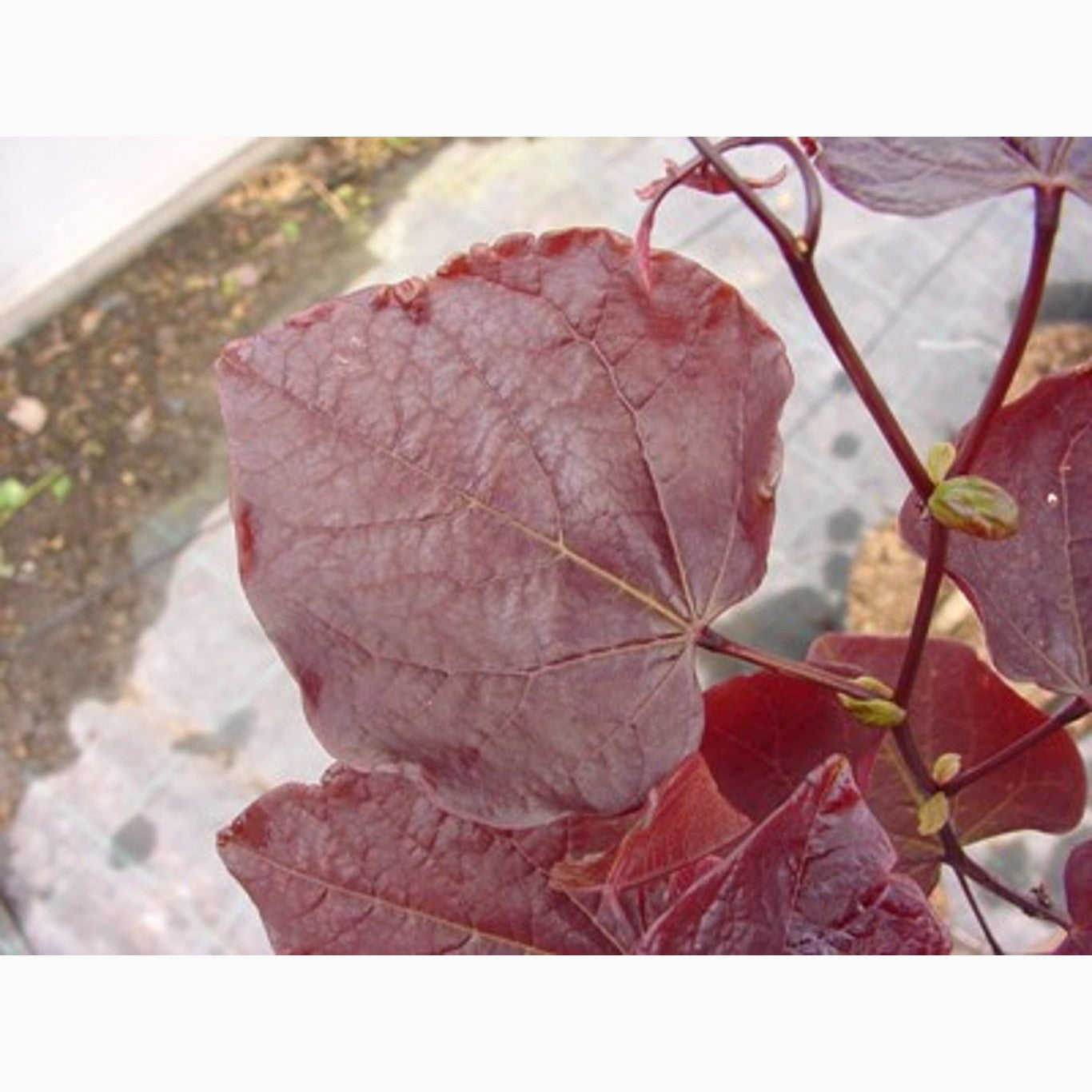 Judasträd – Cercis canadensis 'Forest Pansy' - C10 175-200 CM